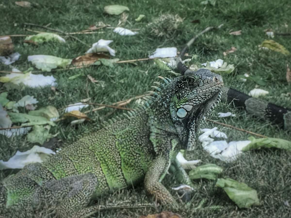 Parque de las Iguanas Guayaquil Ecuador