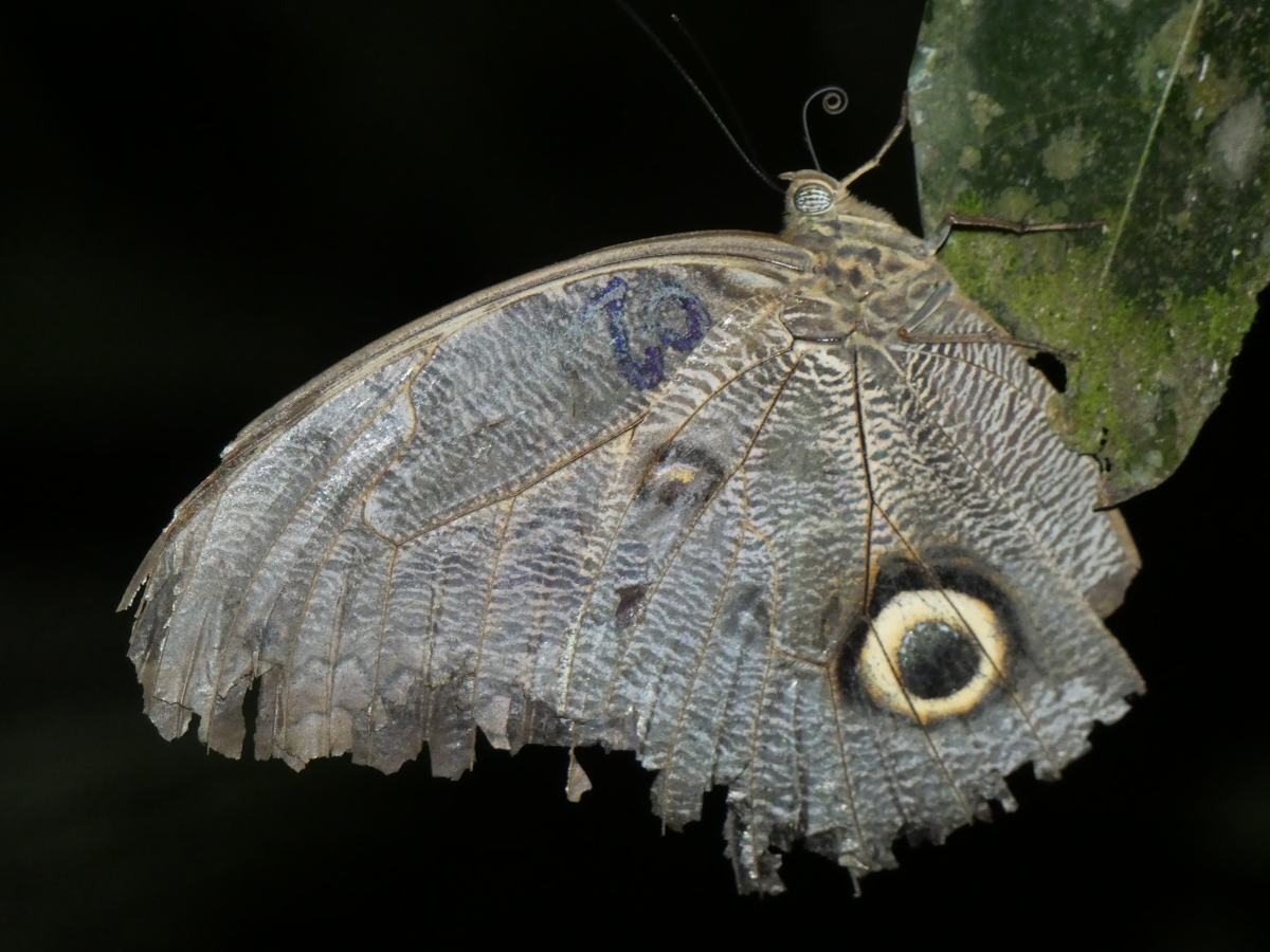 mariposa búho centro urku tarapoto