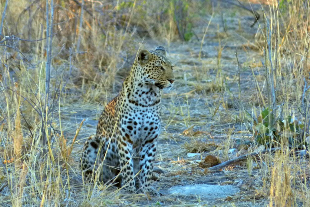 leopardo en botswana