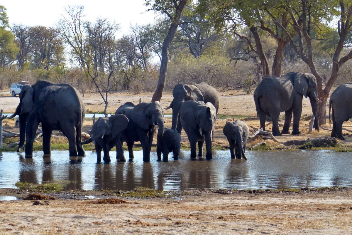 elefantes en el agua