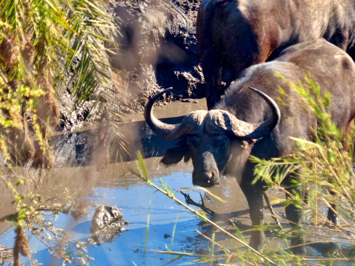 bufalo en el agua