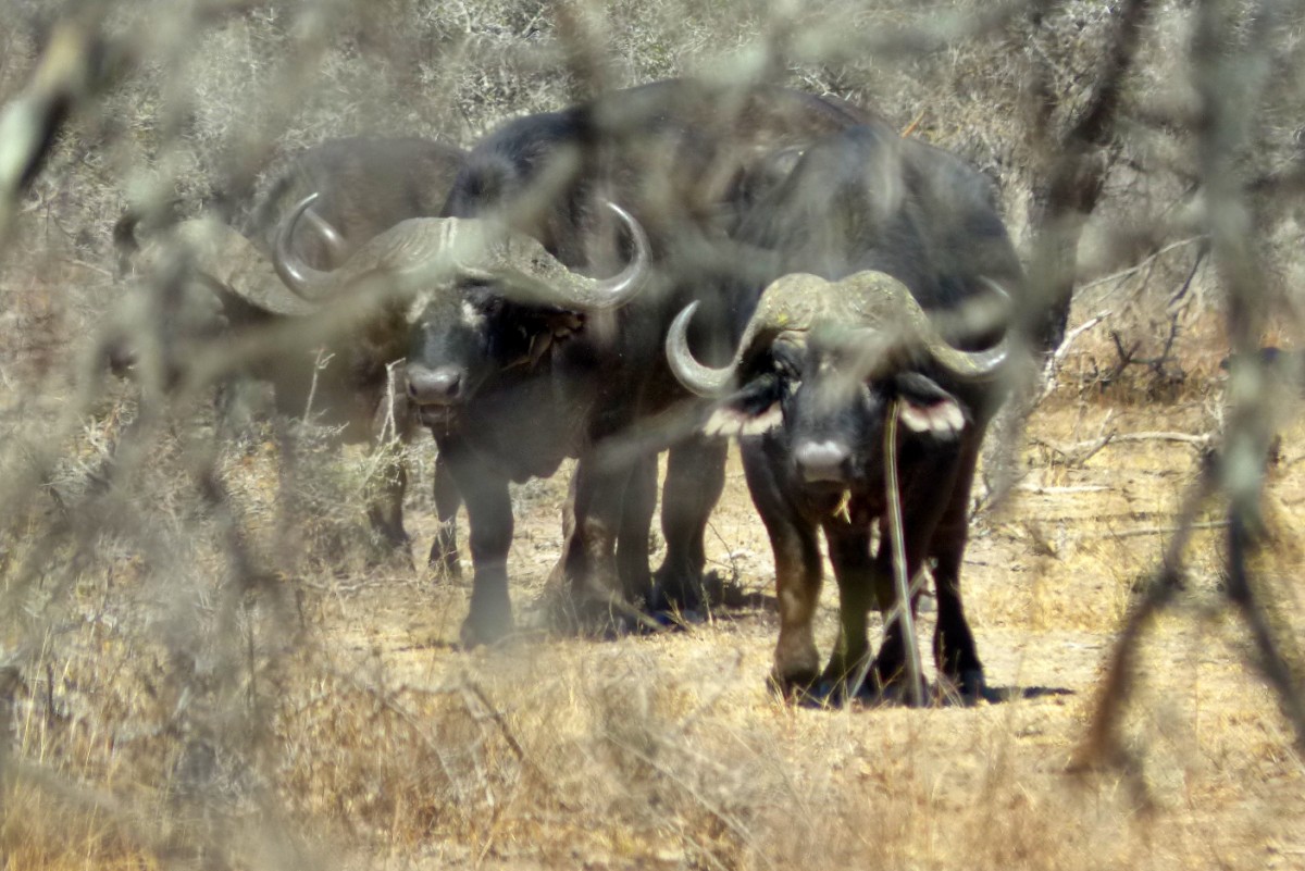 Manada de bufalos en el parque nacional kruger