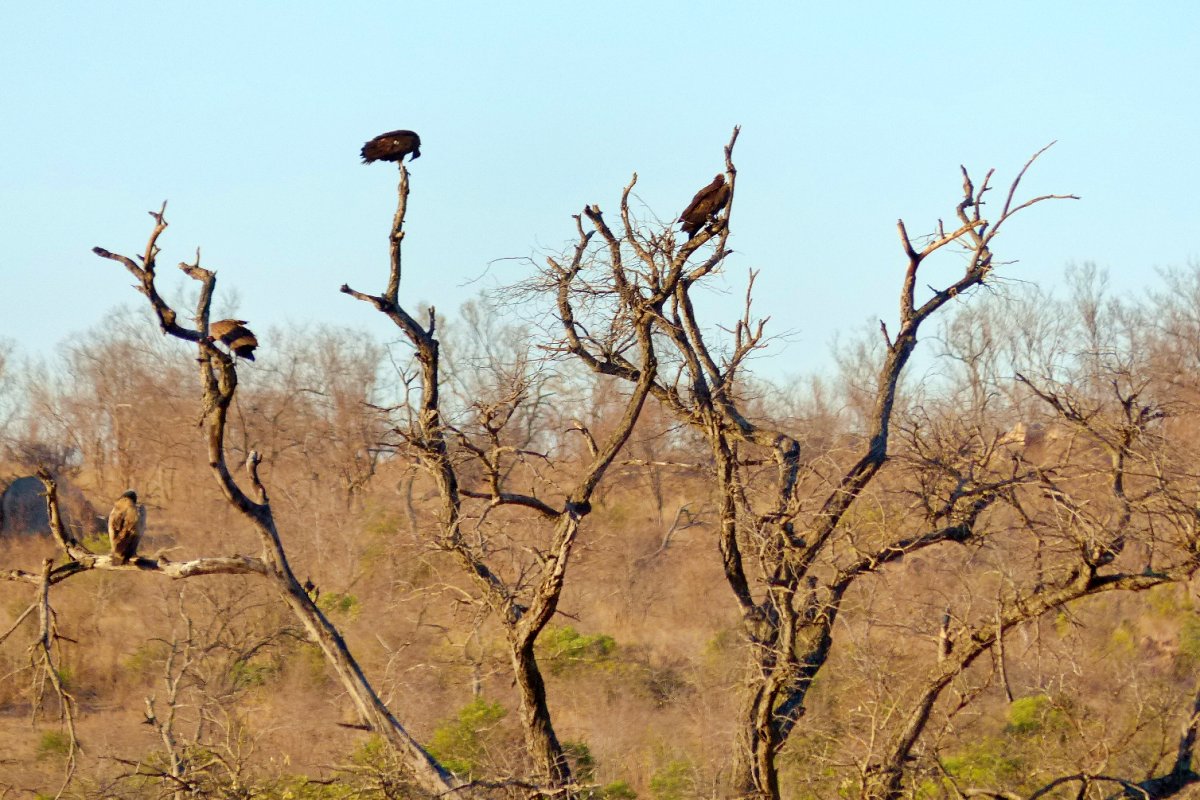 Buitres en un arbol en el Parque Nacional Kruger