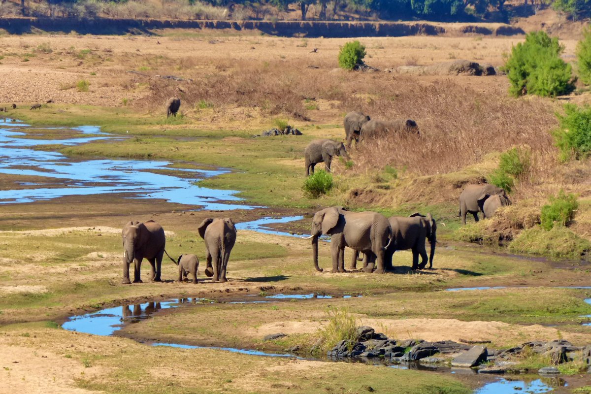 elefantes en el parque nacional kruger en sudafrica