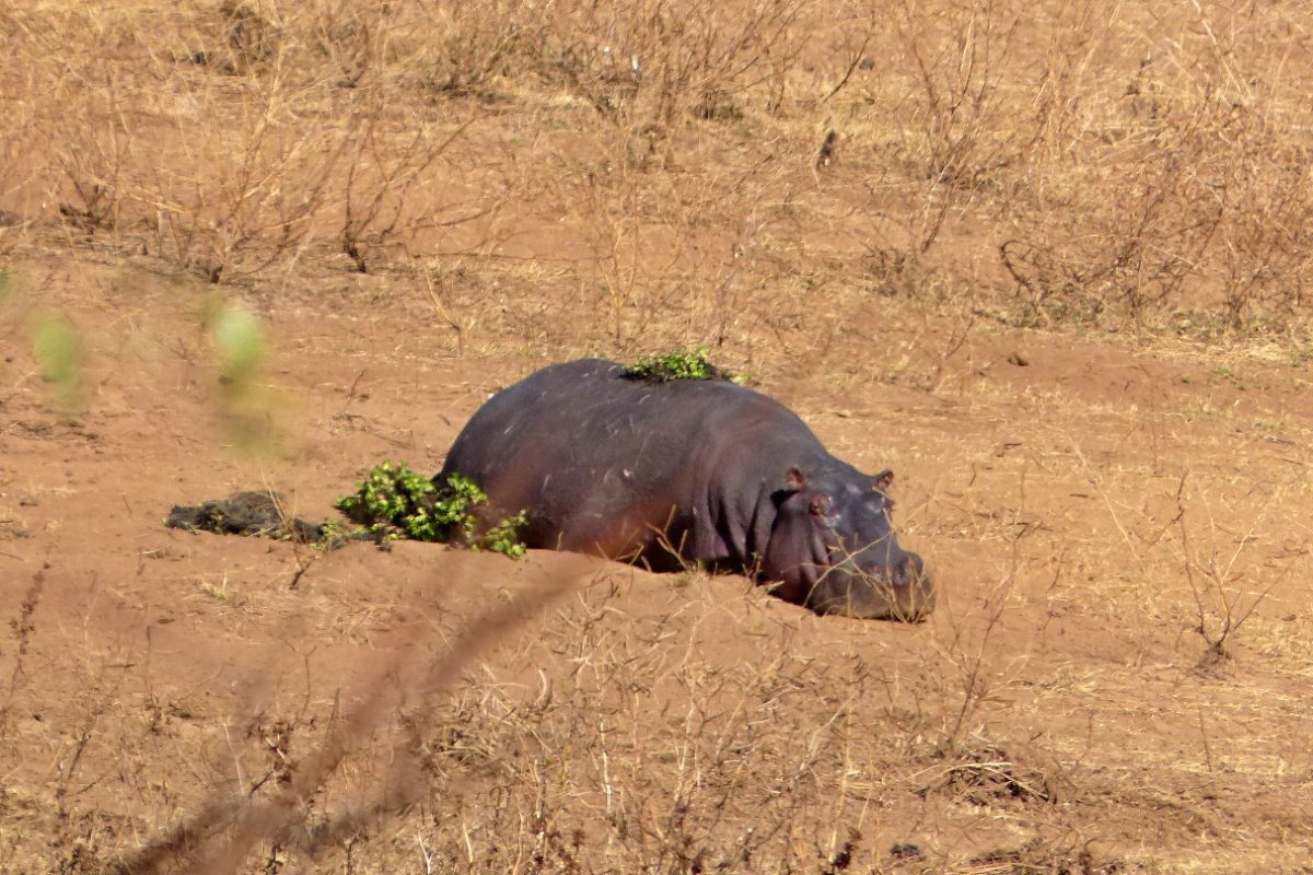 Hipopotamo tomando sol en el kruger