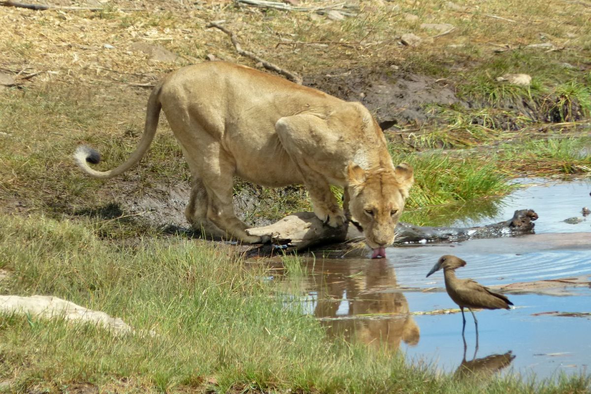 leona tomando agua en el kruger