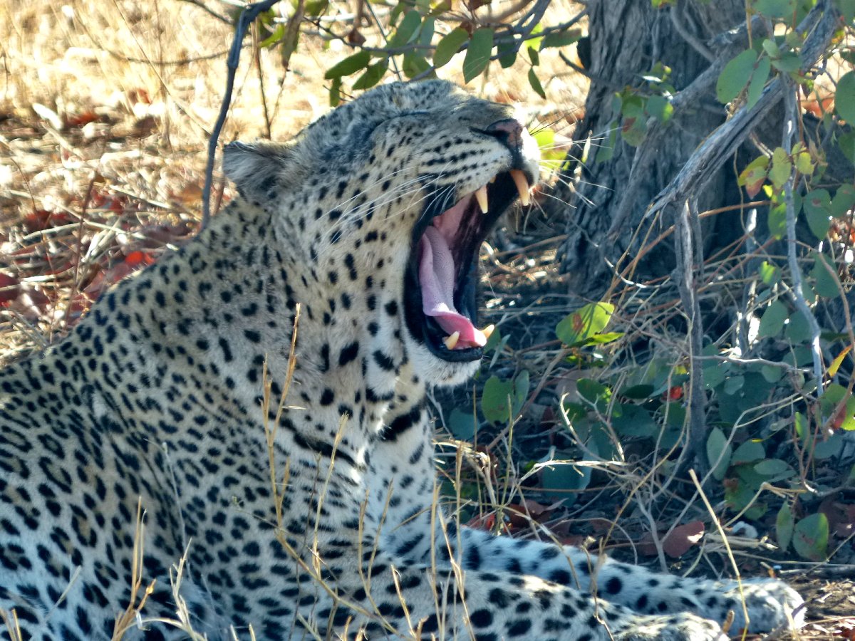 leopardo bostezando