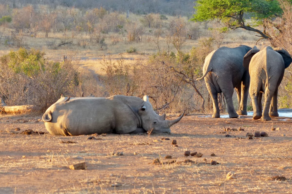 rinoceronte y elefantes