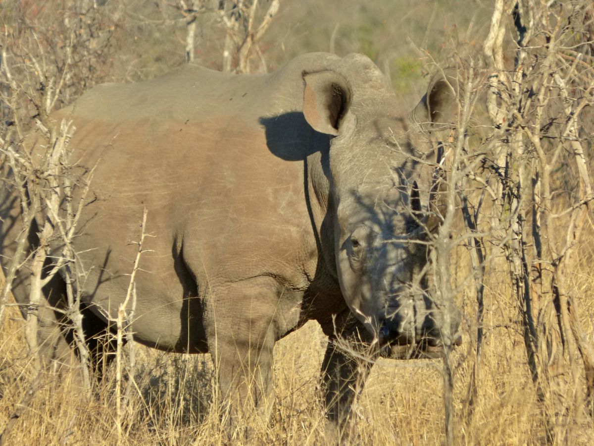 Rinoceronte en Parque Nacional Kruger